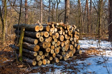 heap of wooden logs in a sprig forest