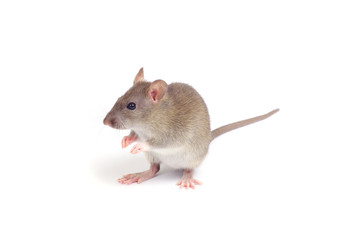 rat