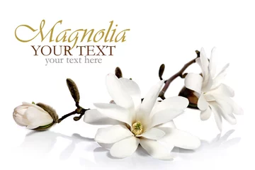 Poster Magnolienblume isoliert auf weißem Hintergrund © gtranquillity