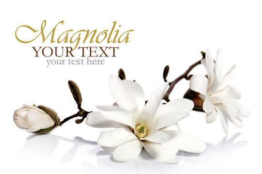 Fototapeta Obramowanie kwiatów magnolii
