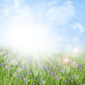 Abstract lavender summer background