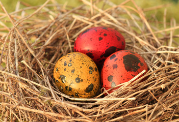 Obraz premium Easter eggs