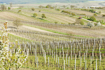 vineyard called Noviny near Cejkovice, Czech Republic