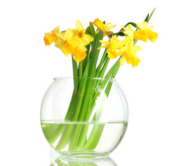 beautiful yellow daffodils in transparent vase isolated on white