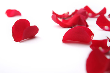 Rose petals isolated on white, closeup