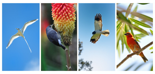 Oiseaux de la Réunion