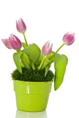 Tulpen in Blumentopf