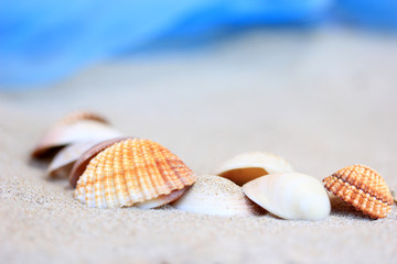 sea shells
