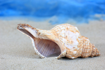 sea shell