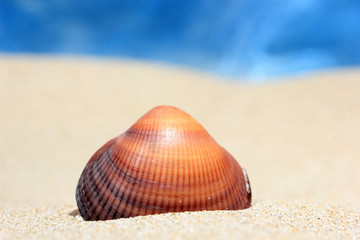 Seashell on sandy beach