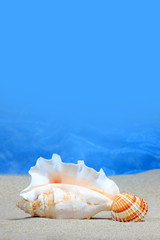 Seashell on sandy beach