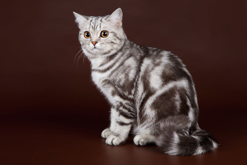 Scottish straight on brown background