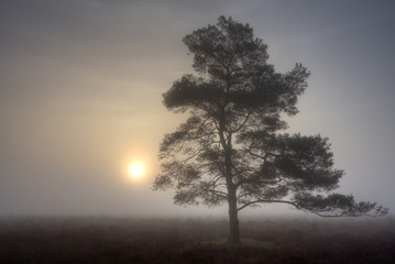 Fototapeta na wymiar Silhouette of a Scots Pine on a misty morning at sunrise