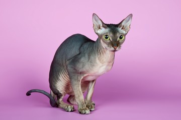 Sphinx on purple background