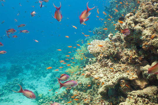 Scalefin anthias fish and corals in the sea
