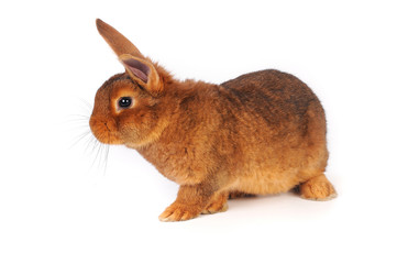 Brown Rabbit