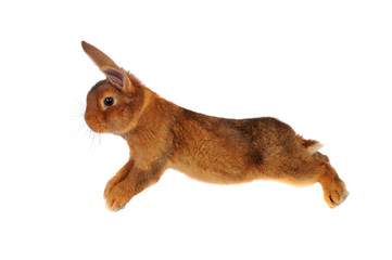 Fototapeta premium Brown Rabbit