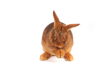 Brown Rabbit