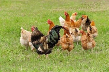 Chickens graze on grass