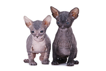 Sphinx cat