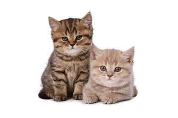 Two beautiful British kitten