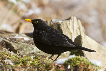 Amselmaennchen (Turdus merula)