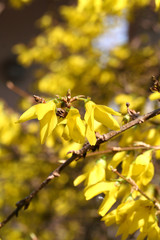 Forsythia_cespuglio dai fiori gialli