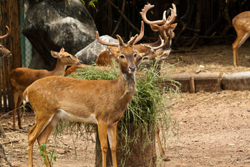 deer .