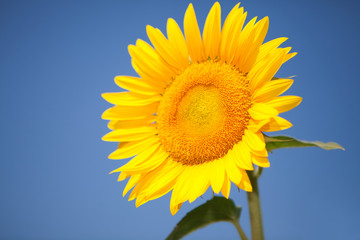 amazing sunflower on blue sky background