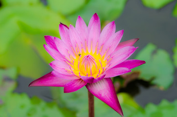 Pink Lotus flower