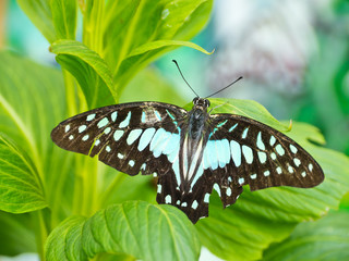 Tailed Jay Butterfly on green leaf