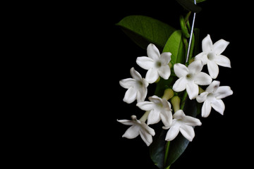 Obraz premium Stephanotis flower