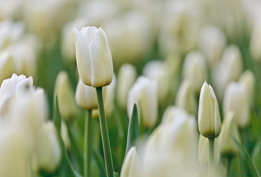 Field of white tulips during spring