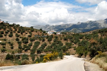 Olive groves, Andalusia, Spain © Arena Photo UK