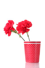Two carnation in a glass isolated on white