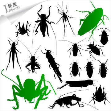 Silhouettes of insects