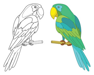 Bird parrot on a perch © alexcoolok