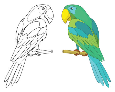 How To Draw a Parrot (Step by Step Pictures) | Cool2bKids | Parrot drawing,  Bird drawings, Drawings