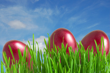 Isolated green grass on white background