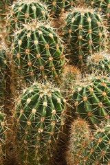 Farm producing a wealth of  cactus species