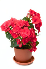 Blossoming begonia