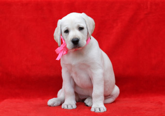 lovely yellow labrador puppy