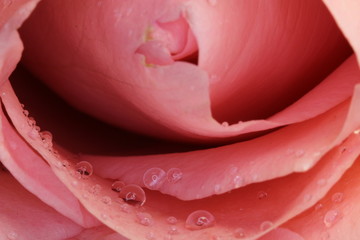 rose petals with drops