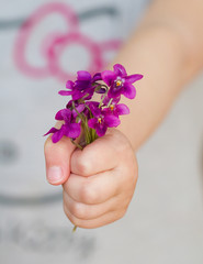 bouquet de violettes