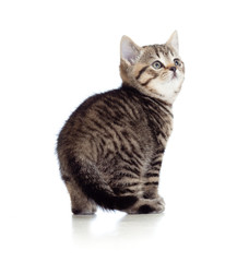 little kitten pure breed striped british isolated