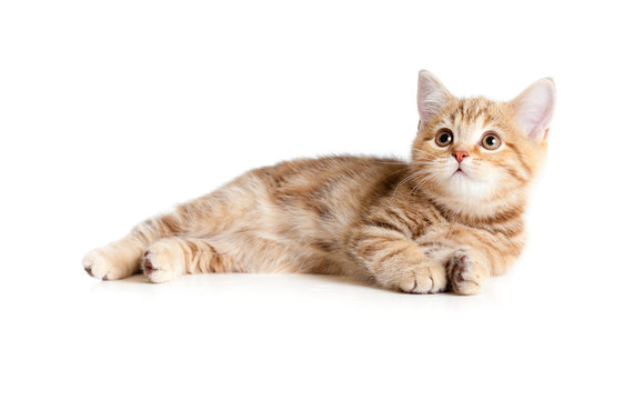 Fototapeta Lying pretty british tabby kitten