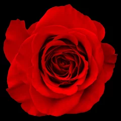 Afwasbaar Fotobehang Macro rode roos geïsoleerd op zwarte achtergrond