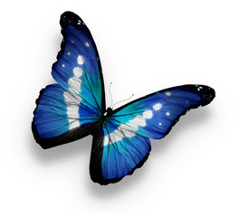Morpho rhetenor helena butterfly , isolated on white