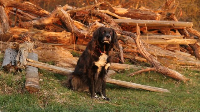 Hund auf Alm