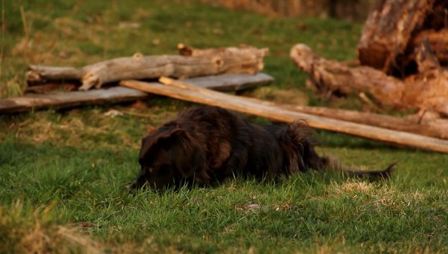 Hund auf Alm